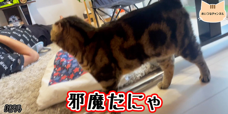 【ネコ】猫の癒しの日常 #294「邪魔だにゃ」