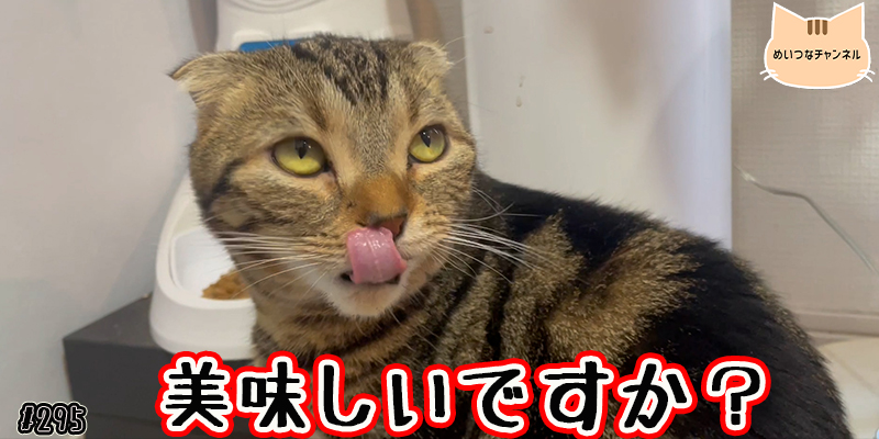 【ネコ】猫の癒しの日常 #295「美味しいですか？」