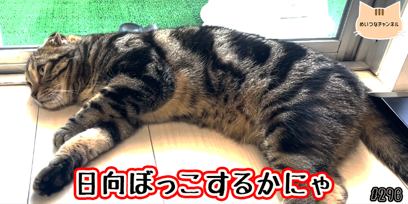 【ネコ】猫の癒しの日常 #296「日向ぼっこするかにゃ」