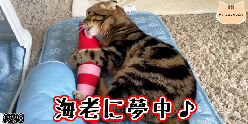 【ネコ】猫の癒しの日常 #298「海老に夢中♪」