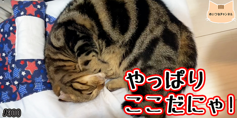 【ネコ】猫の癒しの日常 #300「やっぱりここだにゃ!」