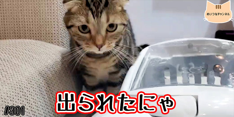 【ネコ】猫の癒しの日常 #301「出られたにゃ」