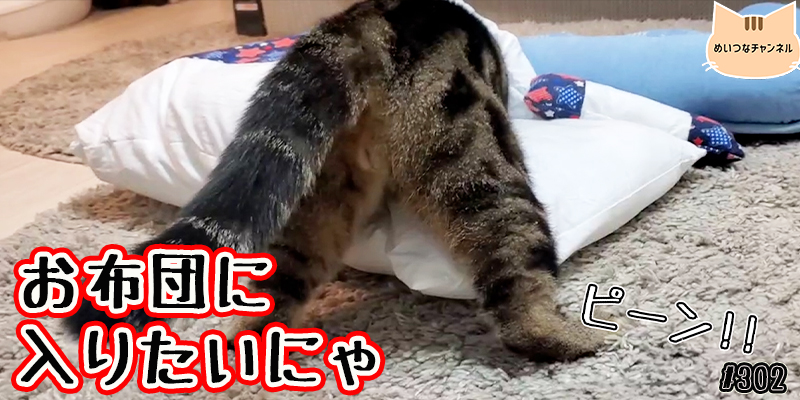 【ネコ】猫の癒しの日常 #302「お布団に入りたいにゃ」