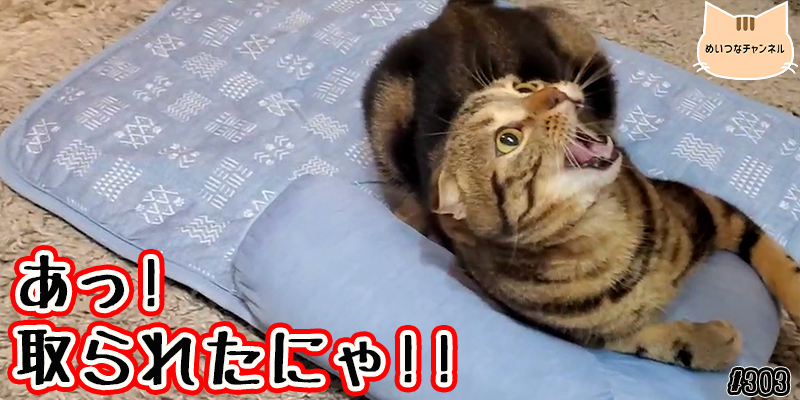 【ネコ】猫の癒しの日常 #303「あっ!取られたにゃ!!」