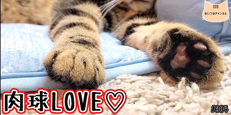 【ネコ】猫の癒しの日常 #304「肉球LOVE?」