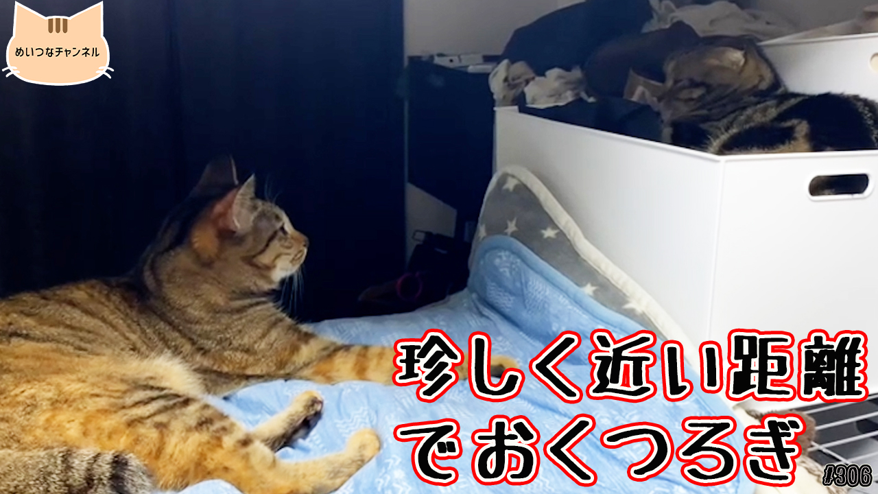 【ネコ】猫の癒しの日常 #306「珍しく近い距離でおくつろぎ」