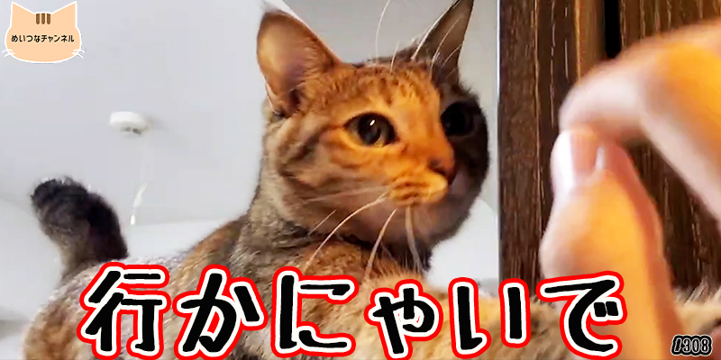 【ネコ】猫の癒しの日常 #308「行かにゃいで」