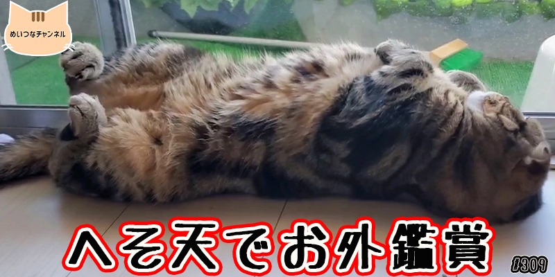 【ネコ】猫の癒しの日常 #309「へそ天でお外鑑賞」