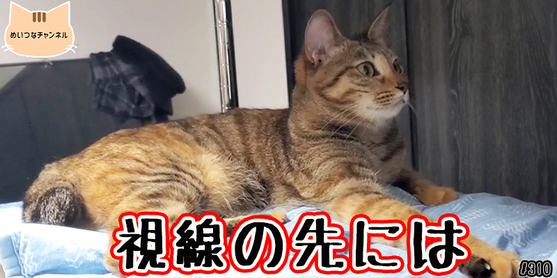 【ネコ】猫の癒しの日常 #310「視線の先には」