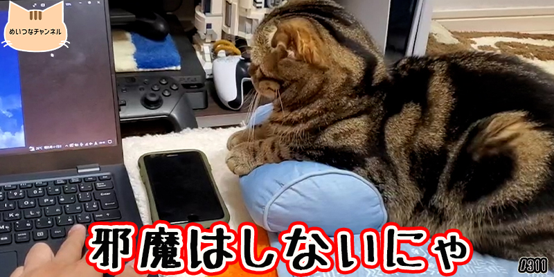 【ネコ】猫の癒しの日常 #311「邪魔はしないにゃ」