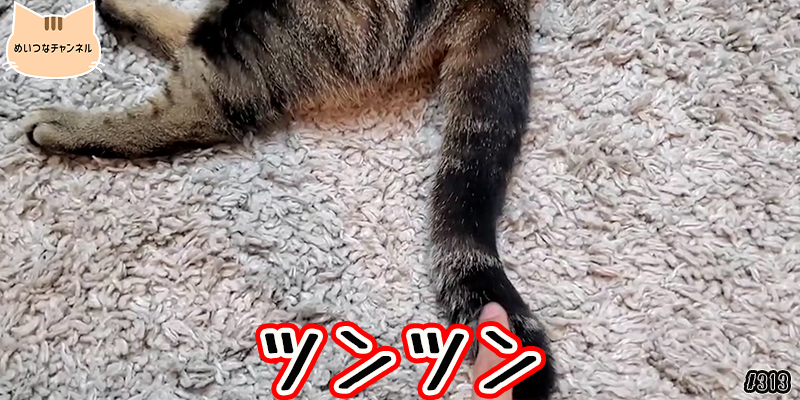 【ネコ】猫の癒しの日常 #313「ツンツン」