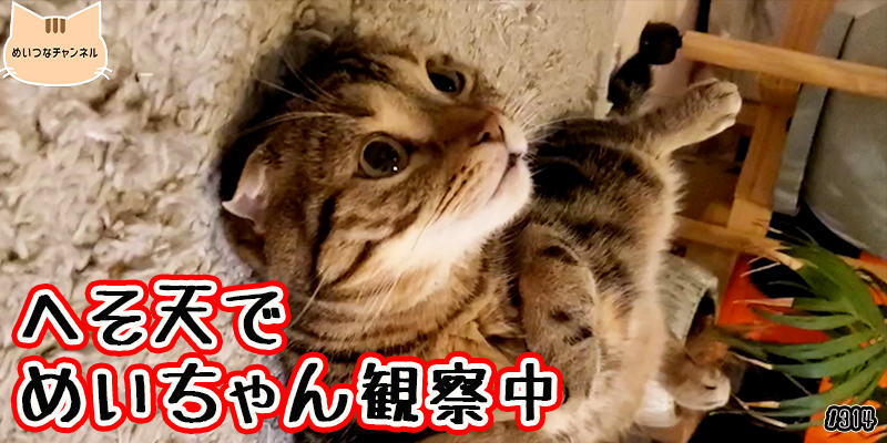 【ネコ】猫の癒しの日常 #314「へそ天でめいちゃん観察中」