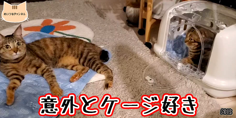 【ネコ】猫の癒しの日常 #315「意外とケージ好き」