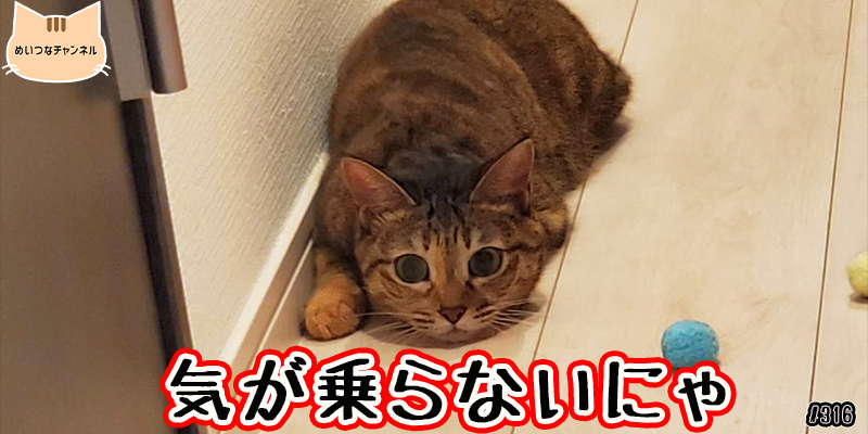 【ネコ】猫の癒しの日常 #316「気が乗らないにゃ」