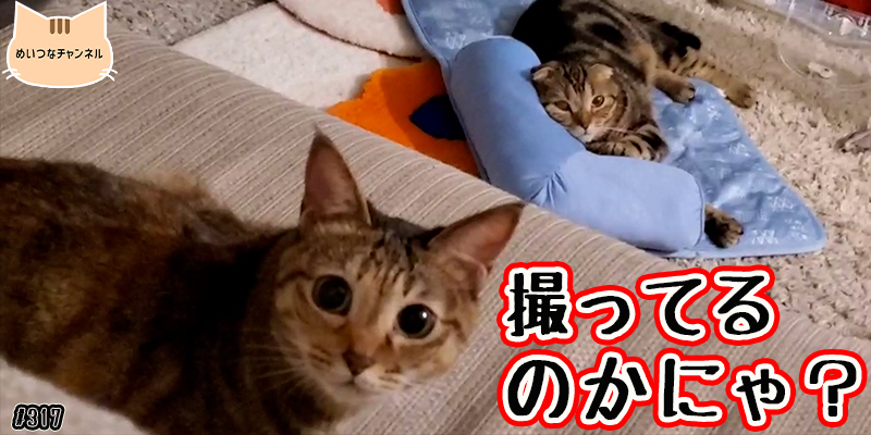 【ネコ】猫の癒しの日常 #317「撮ってるのかにゃ？」