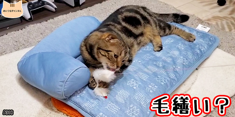 【ネコ】猫の癒しの日常 #318「毛繕い？」