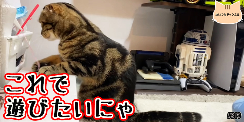 【ネコ】猫の癒しの日常 #319「これで遊びたいにゃ」