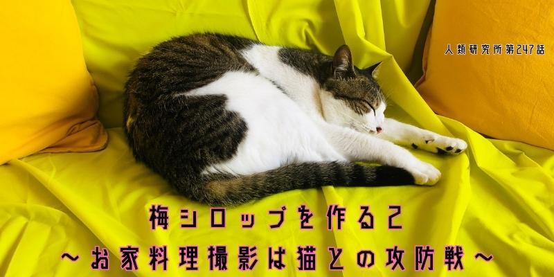 梅シロップを作る②お家料理は猫との攻防戦【人類研究所第247話】志村りお