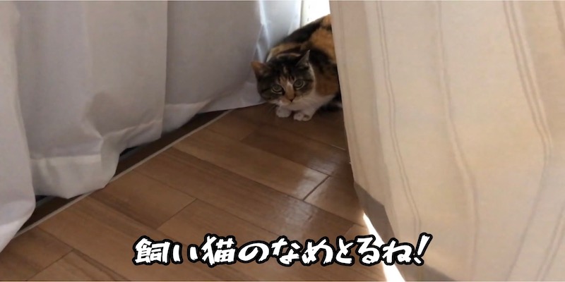 飼い猫に対して奥歯をガタガタいわせ節！