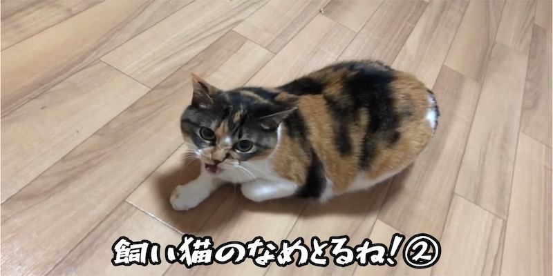 飼い猫に対してなめとるね！パート２！