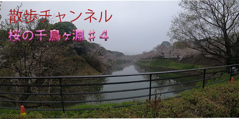 ぐるり散歩ー千鳥ヶ淵散歩！お次は桜の満開に合わせて行ってみました♯４