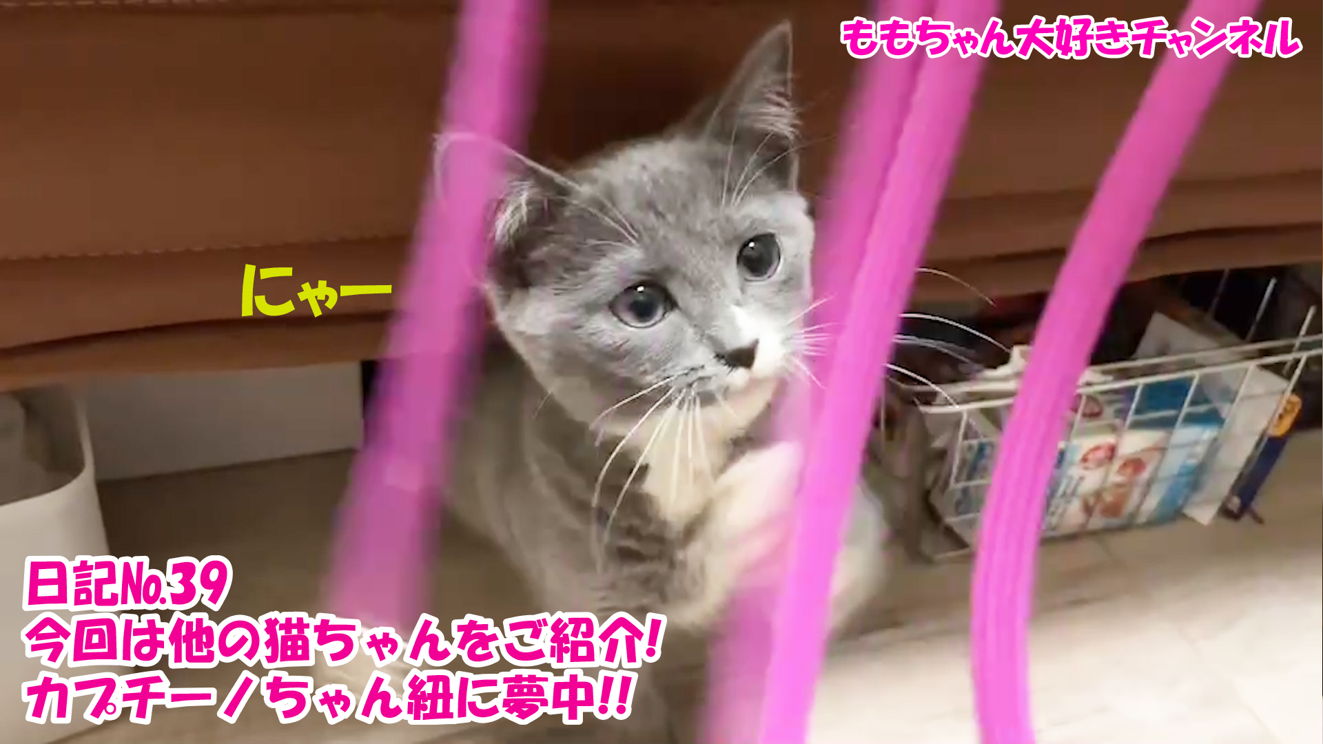 【猫】マルチカン！日記№39今回は他のねこちゃんをご紹介！カプチーノちゃん紐に夢中！！