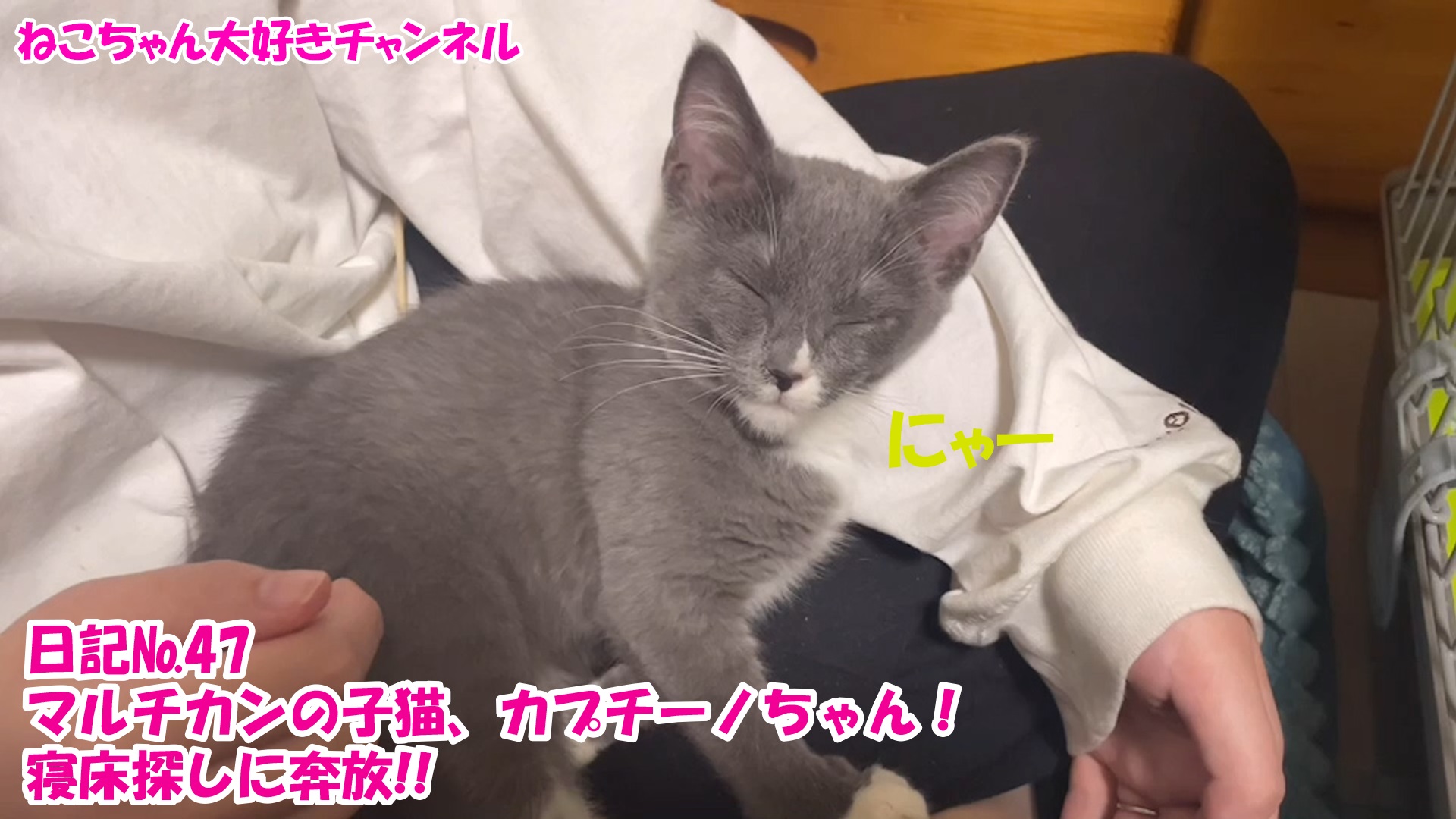 【猫】毎日かわいいねこちゃんを投稿します！日記№47マルチカンの子猫、カプチーノちゃん！寝床探しに奔放！！