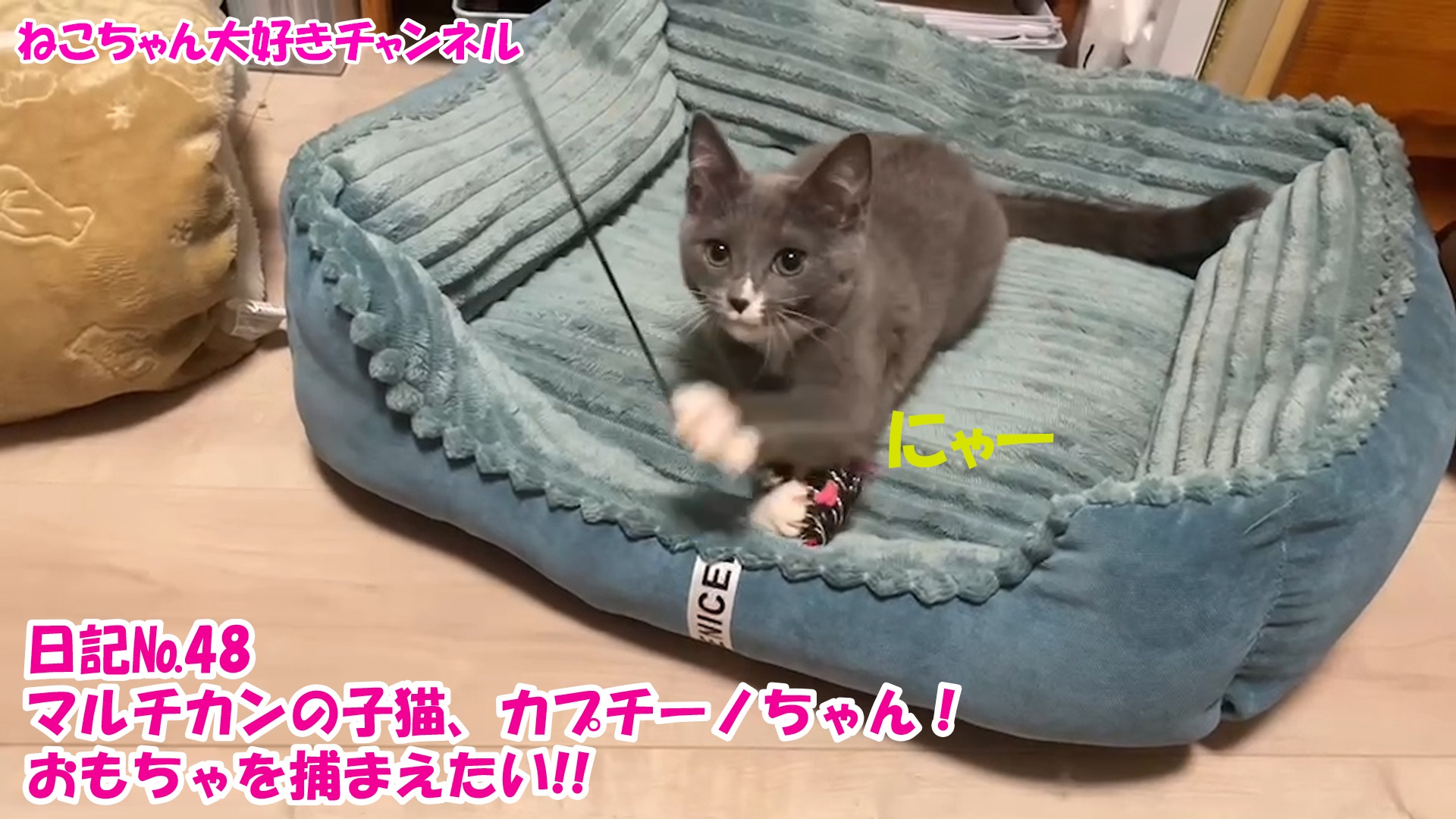 【猫】毎日かわいいねこちゃんを投稿します！日記№48マルチカンの子猫、カプチーノちゃん！おもちゃを捕まえたい！！