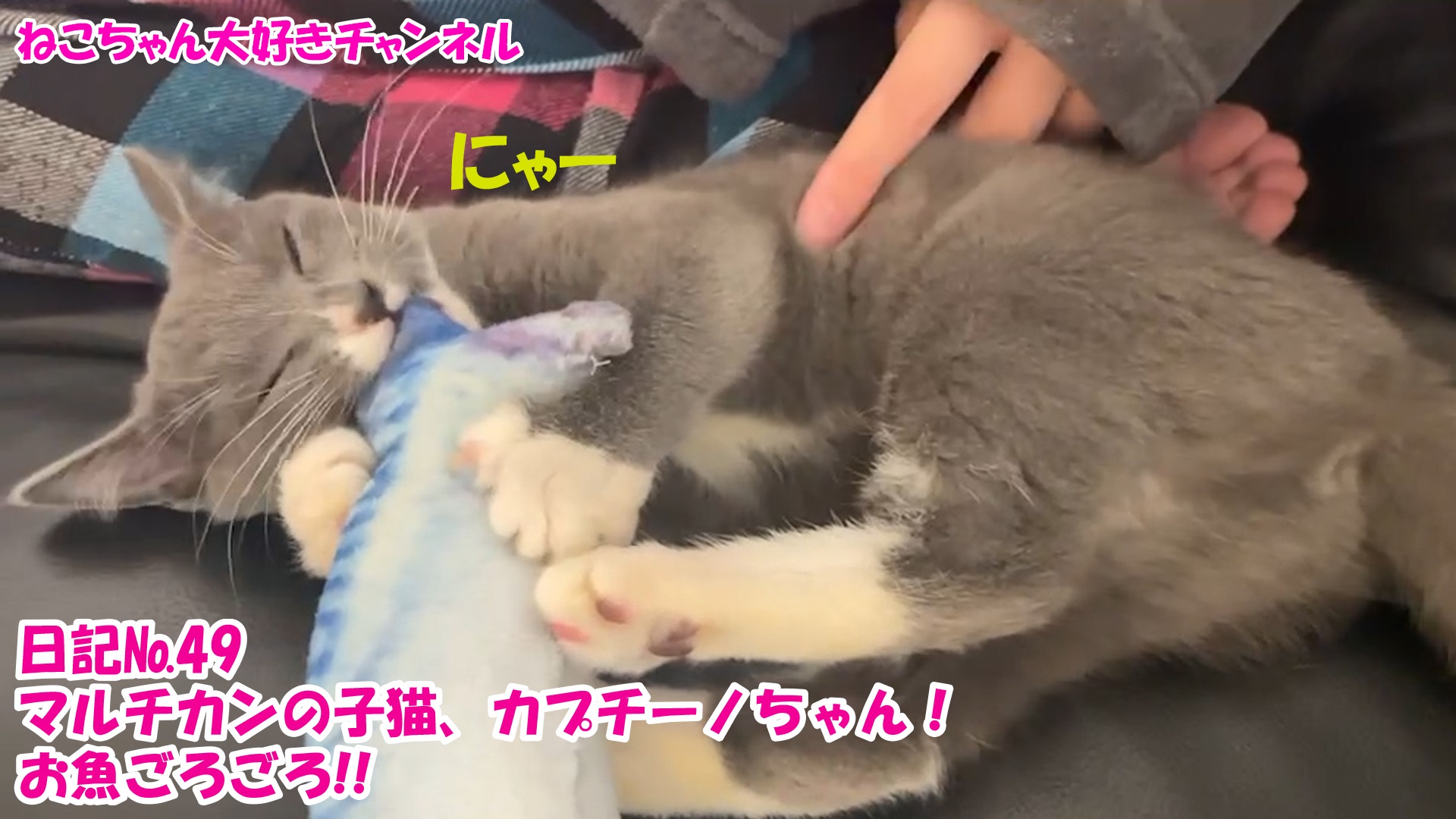 【猫】毎日かわいいねこちゃんを投稿します！日記№49マルチカンの子猫、カプチーノちゃん！お魚ごろごろ！！