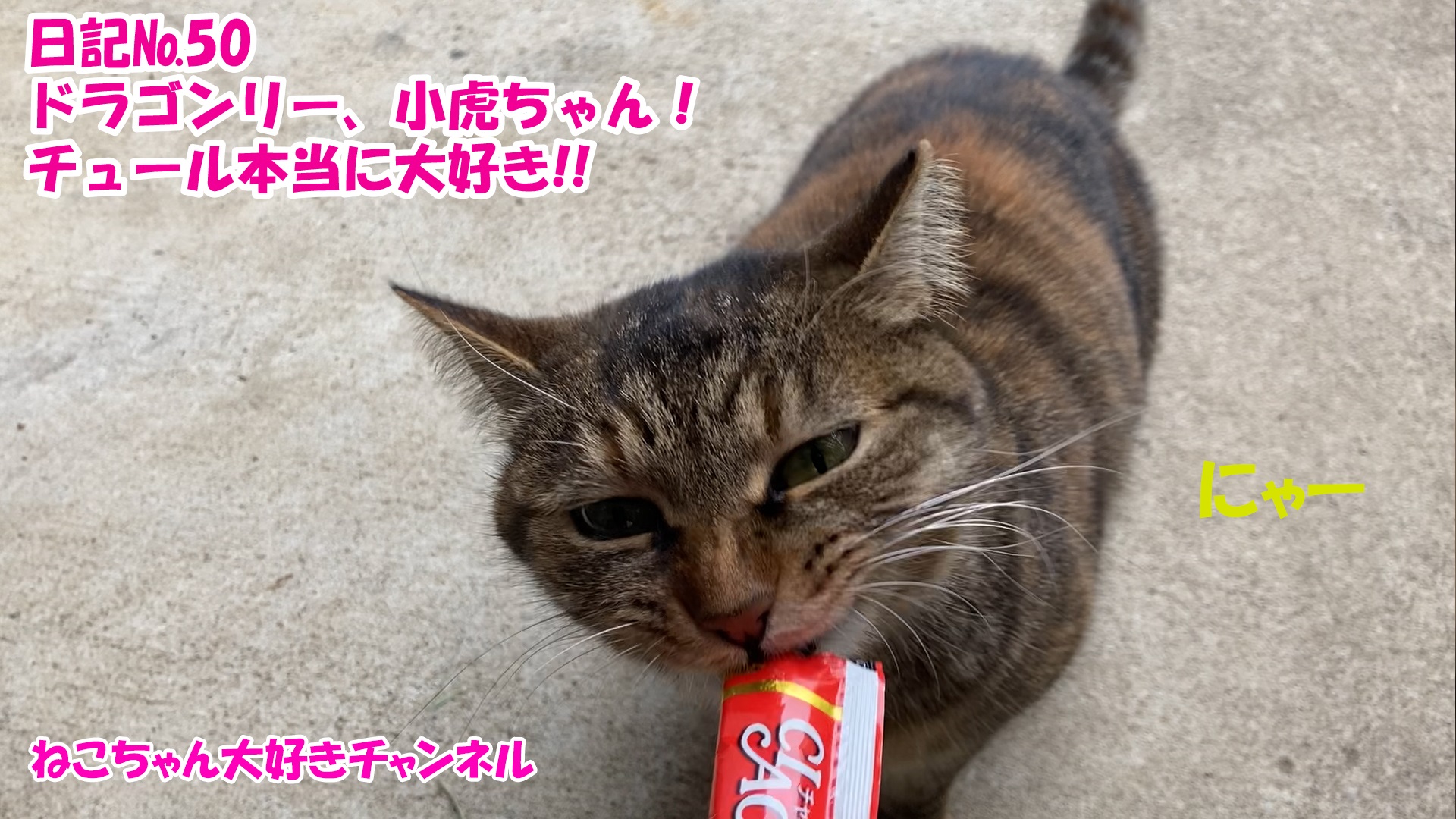 【猫】毎日かわいいねこちゃんを投稿します！日記№50ドラゴンリー、小虎ちゃん！チュール本当に大好き！！