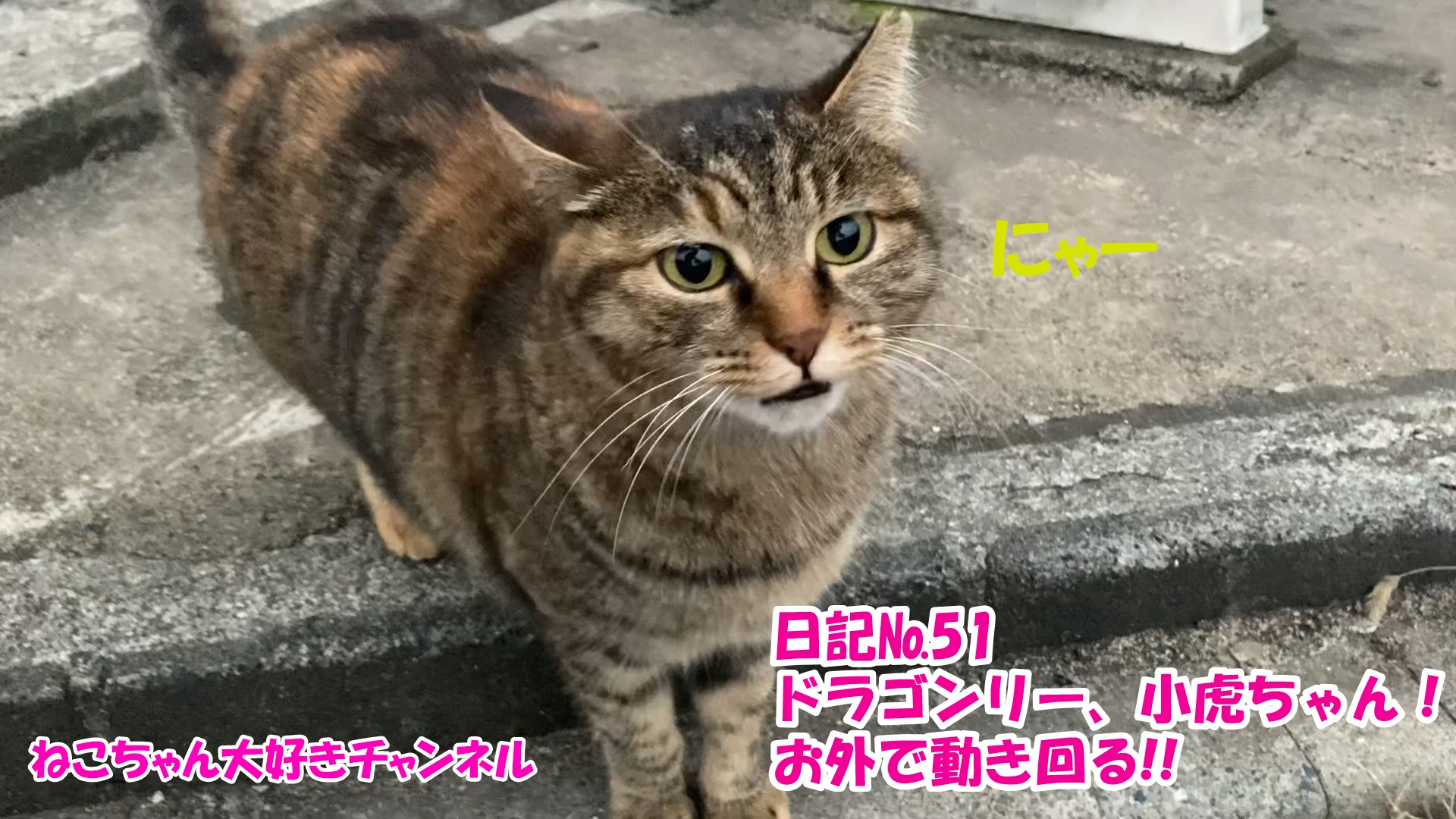 【猫】毎日かわいいねこちゃんを投稿します！日記№51ドラゴンリー、小虎ちゃん！お外で動き回る！！