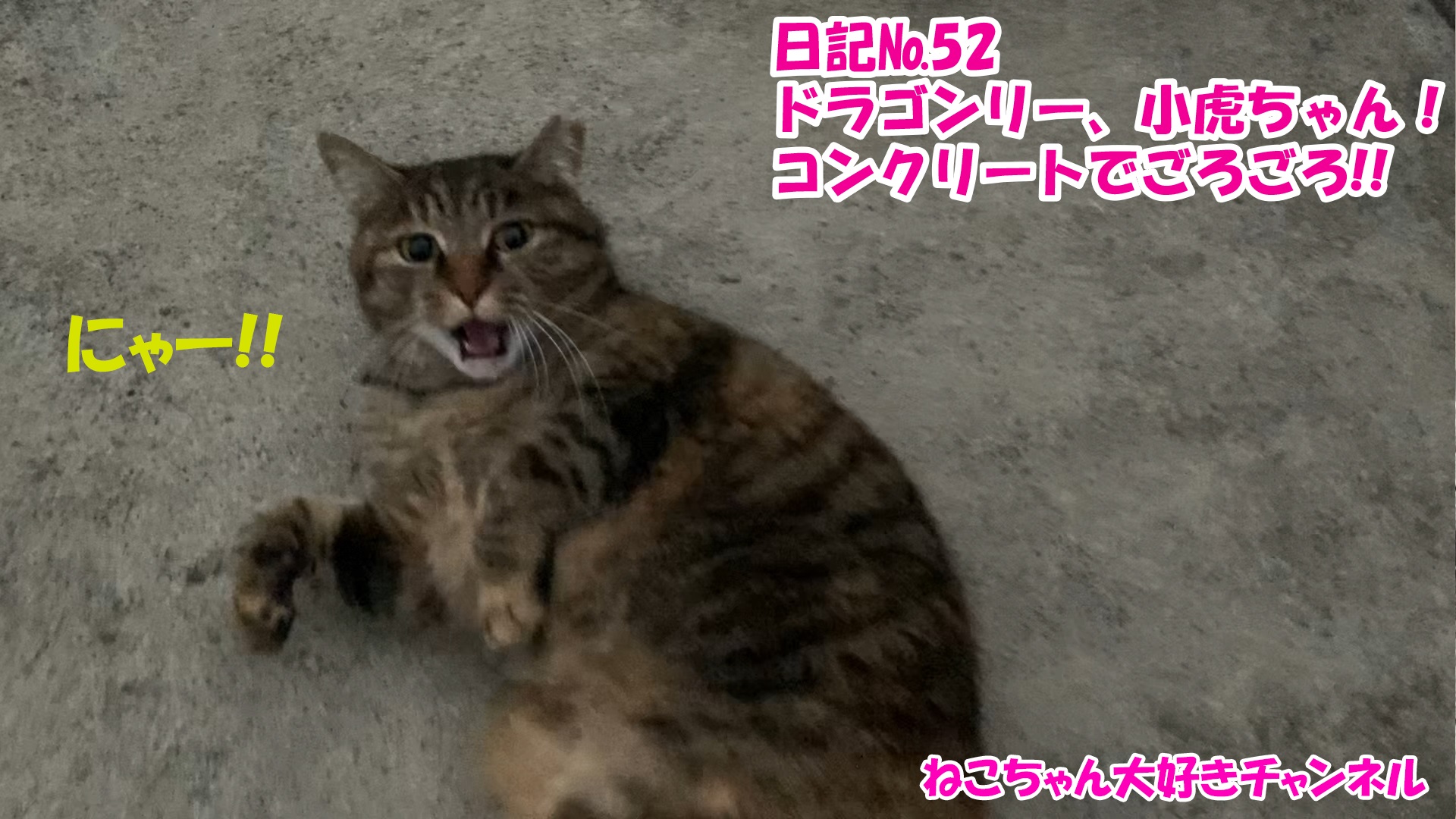 【猫】毎日かわいいねこちゃんを投稿します！日記№52ドラゴンリー、小虎ちゃん！コンクリートでごろごろ！！