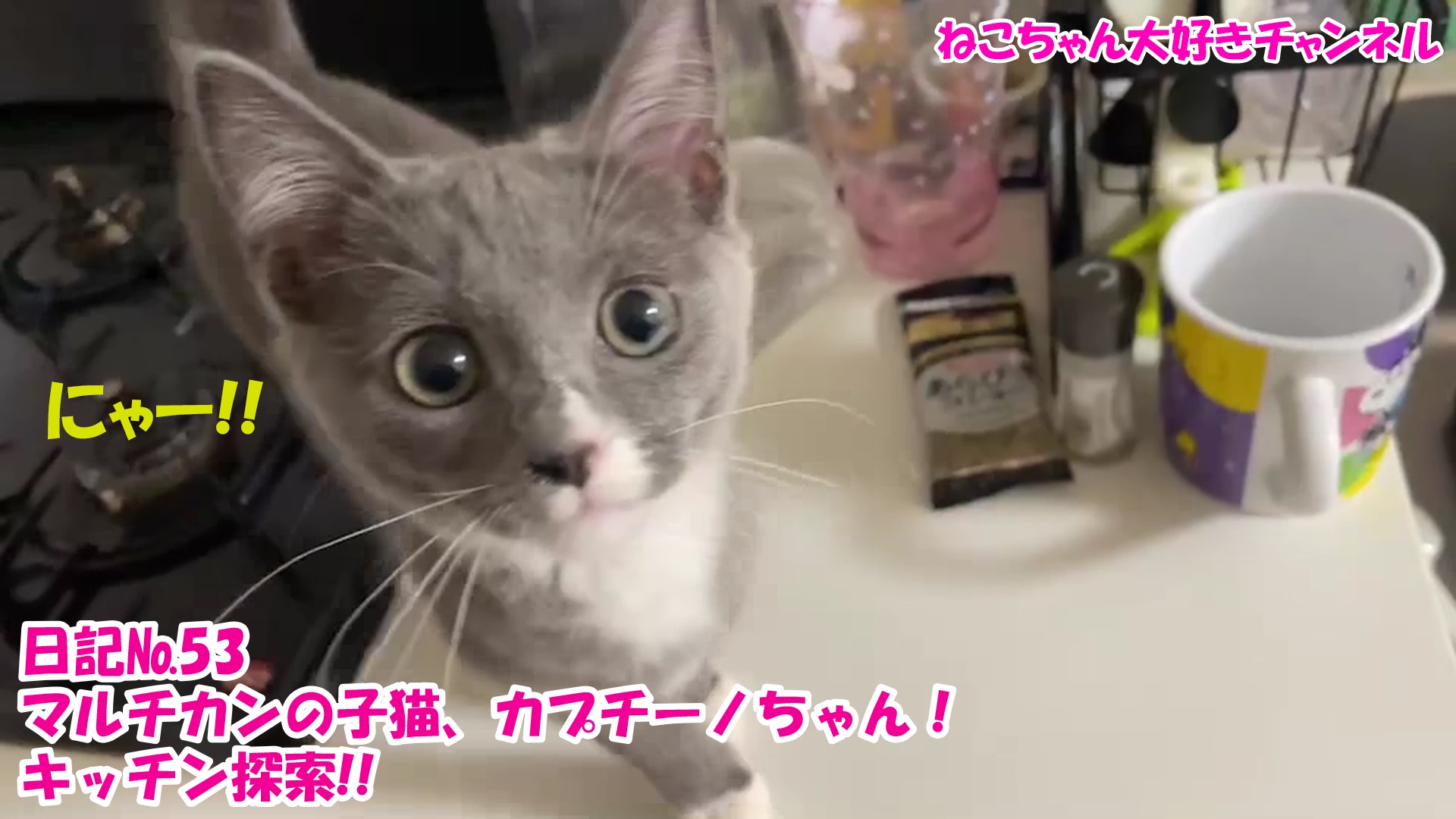 【猫】毎日かわいいねこちゃんを投稿します！日記№53マルチカンの子猫、カプチーノちゃん！キッチン探索！！