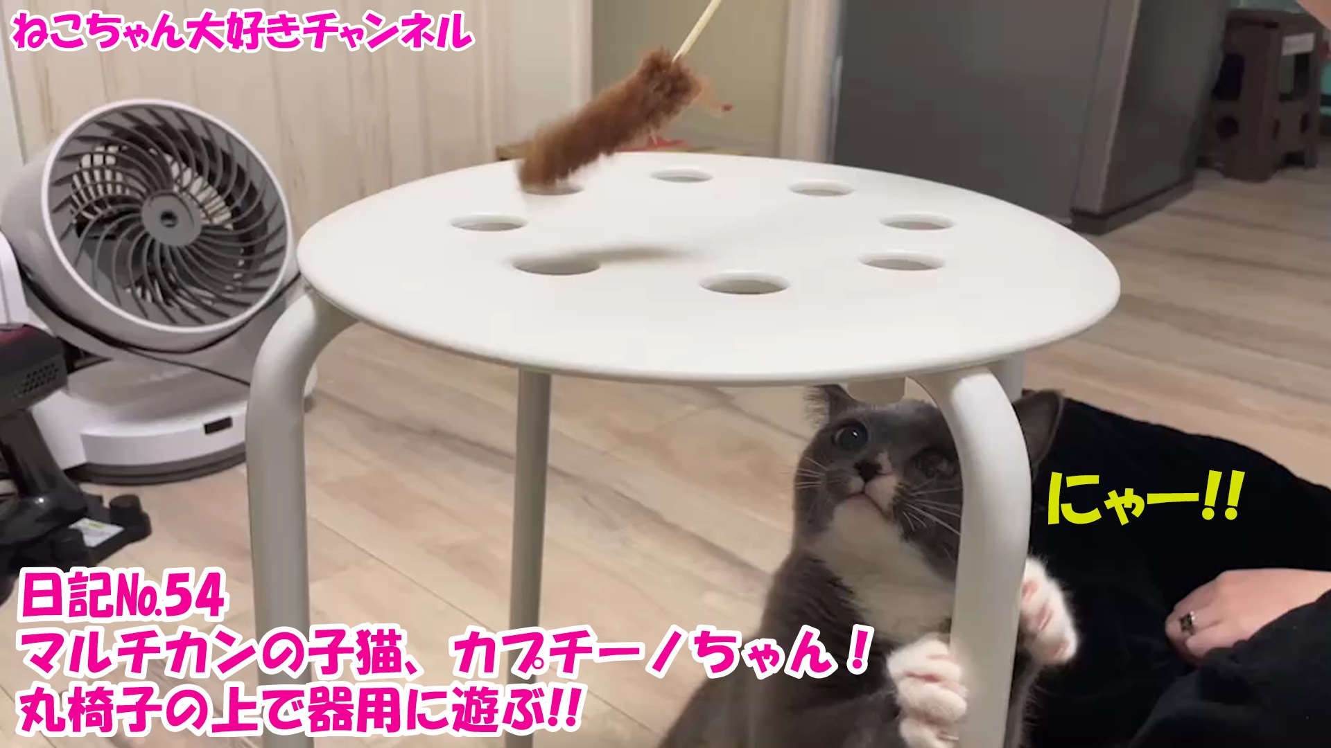 【猫】毎日かわいいねこちゃんを投稿します！日記№54マルチカンの子猫、カプチーノちゃん！丸椅子の上で器用に遊ぶ！！