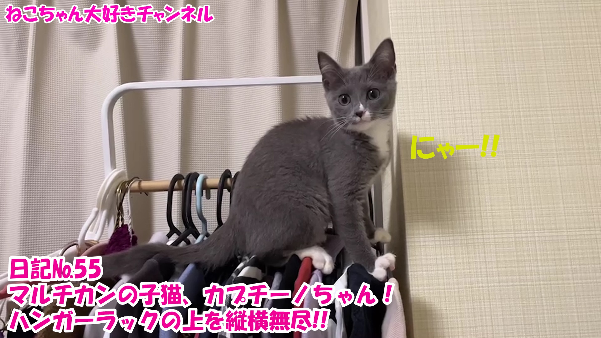 【猫】毎日かわいいねこちゃんを投稿します！日記№55マルチカンの子猫、カプチーノちゃん！ハンガーラックの上を縦横無尽！！