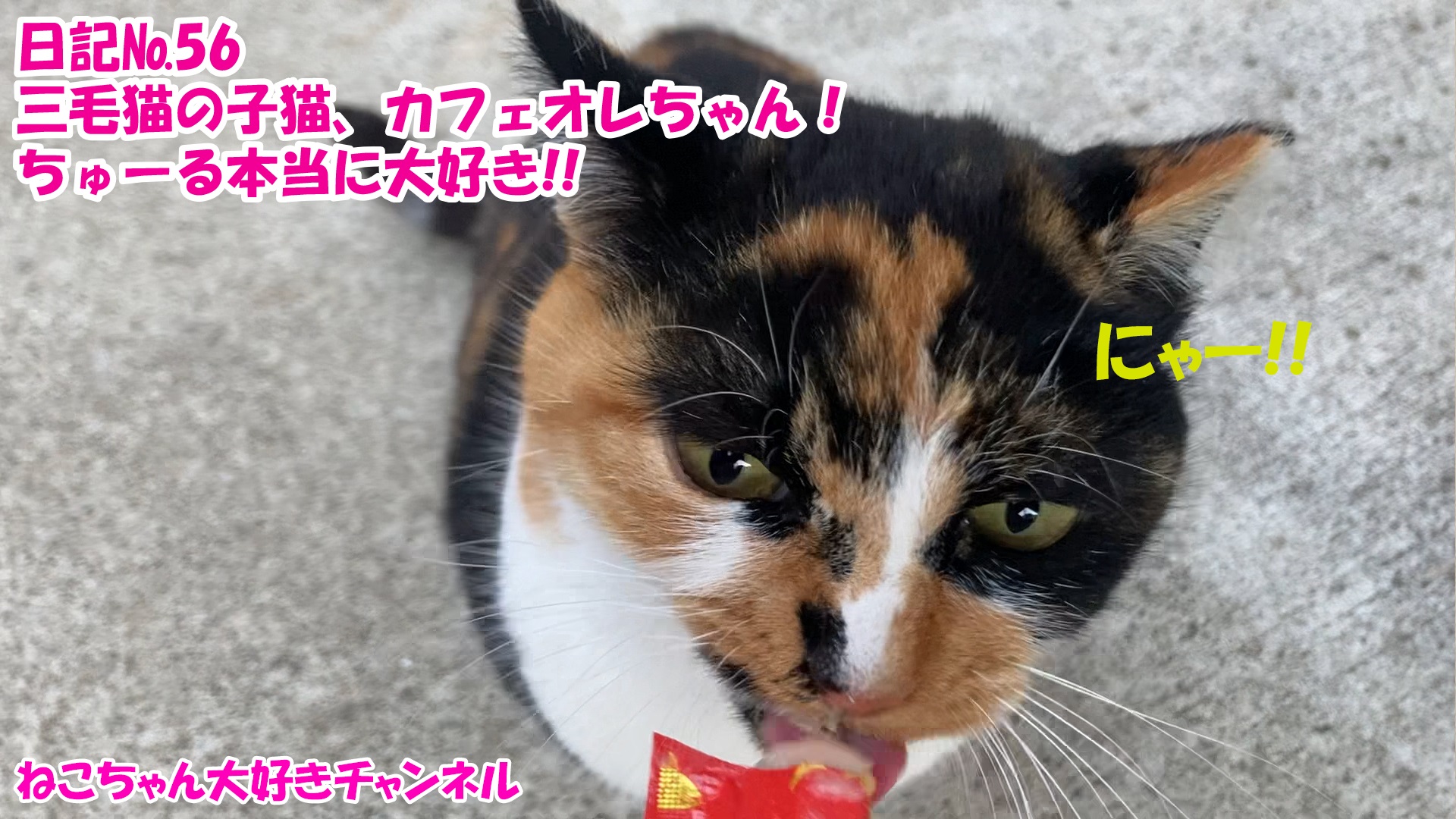 【猫】毎日かわいいねこちゃんを投稿します！日記№56三毛猫の子猫、カフェオレちゃん！ちゅーる本当に大好き！！