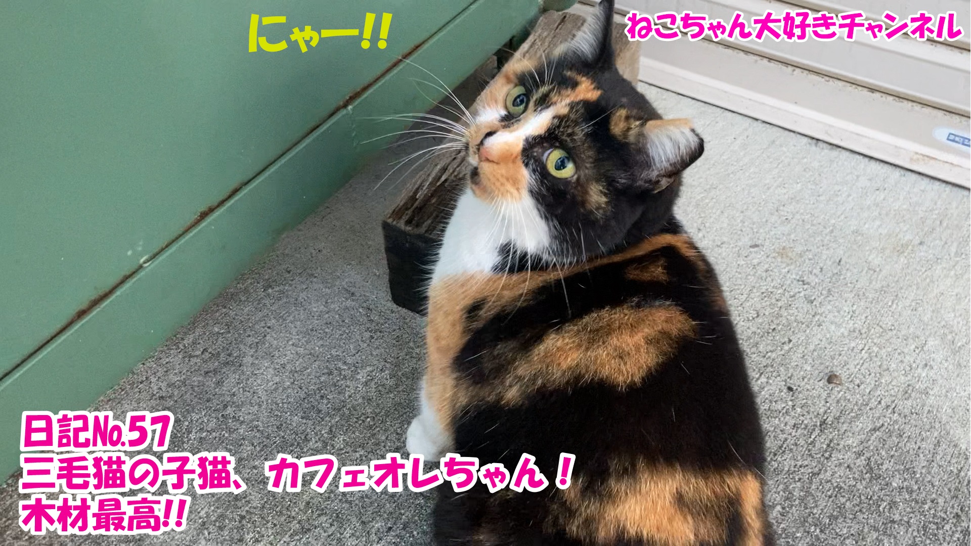 【猫】毎日かわいいねこちゃんを投稿します！日記№57三毛猫の子猫、カフェオレちゃん！木材最高！！