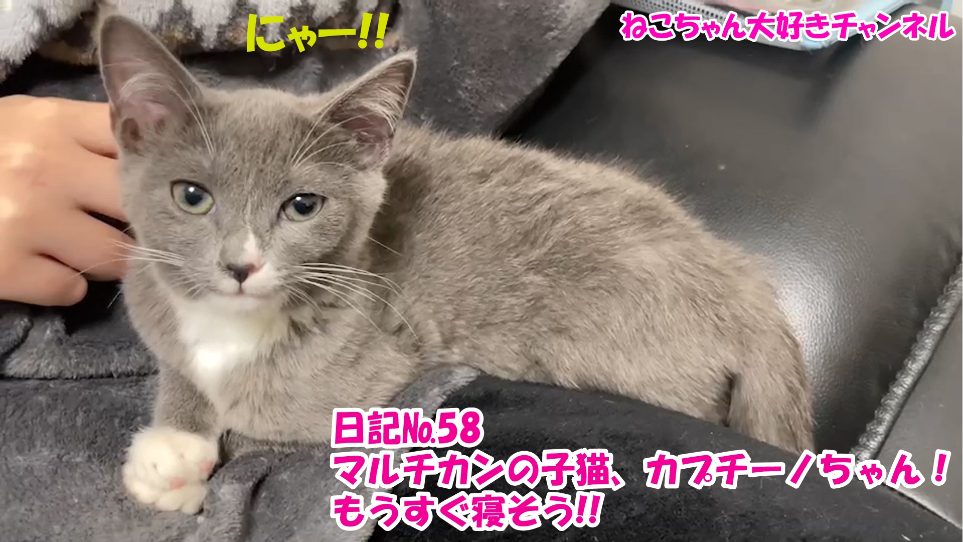 【猫】毎日かわいいねこちゃんを投稿します！日記№58マルチカンの子猫、カプチーノちゃん！もうすぐ寝そう！！