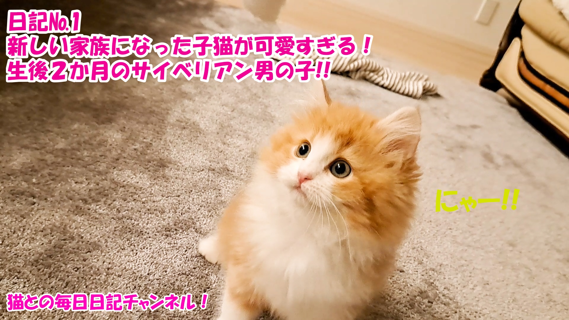 【猫】猫との毎日日記チャンネル！～マロンくん～日記№1新しい家族になった子猫が可愛すぎる！生後２か月のサイベリアン男の子！！