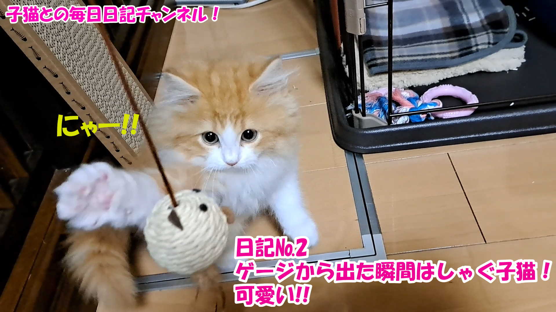 【猫】子猫との毎日日記チャンネル！～マロンくん～日記№2ゲージから出た瞬間はしゃぐ子猫！可愛い！！