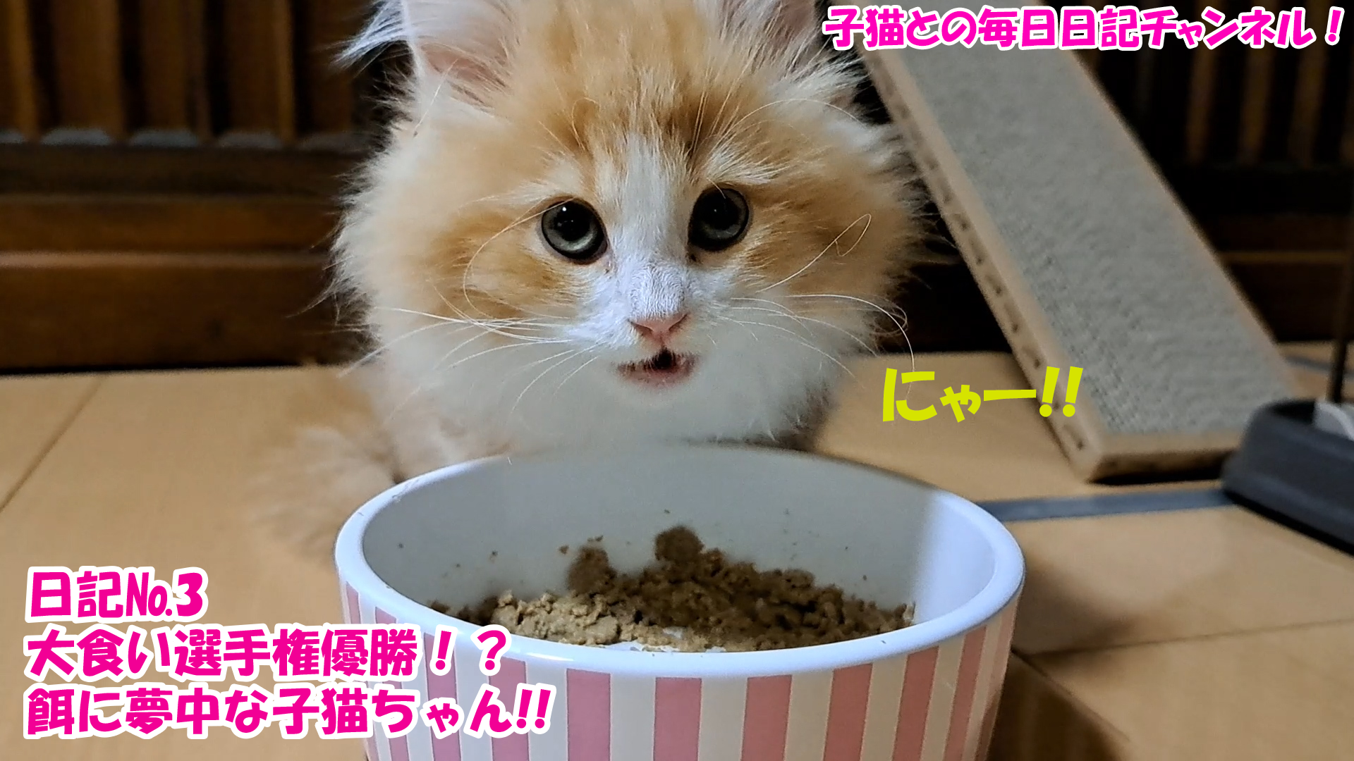 【猫】子猫との毎日日記チャンネル！～マロンくん～日記№3大食い選手権優勝！？餌に夢中な子猫ちゃん！！