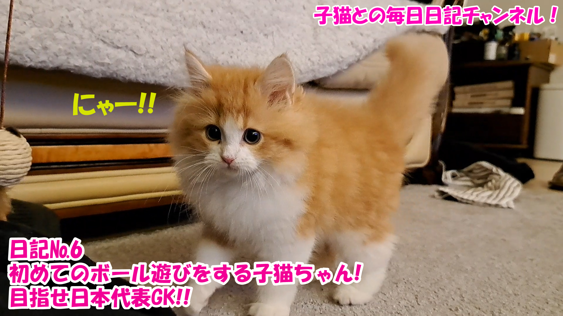 【猫】子猫との毎日日記チャンネル！～マロンくん～日記№6初めてのボール遊びをする子猫ちゃん！目指せ日本代表GK！！