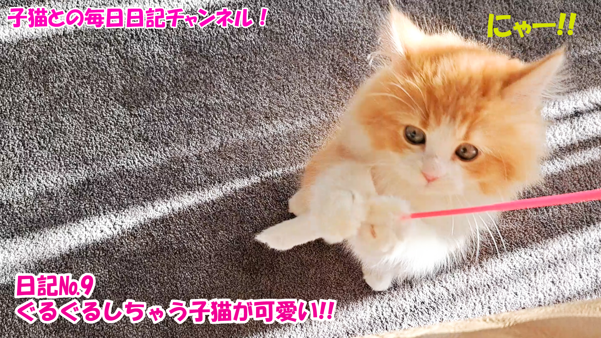 【ネコ】子猫との毎日日記チャンネル！～マロンくん～ねこ日記№9ぐるぐるしちゃう子猫が可愛い！