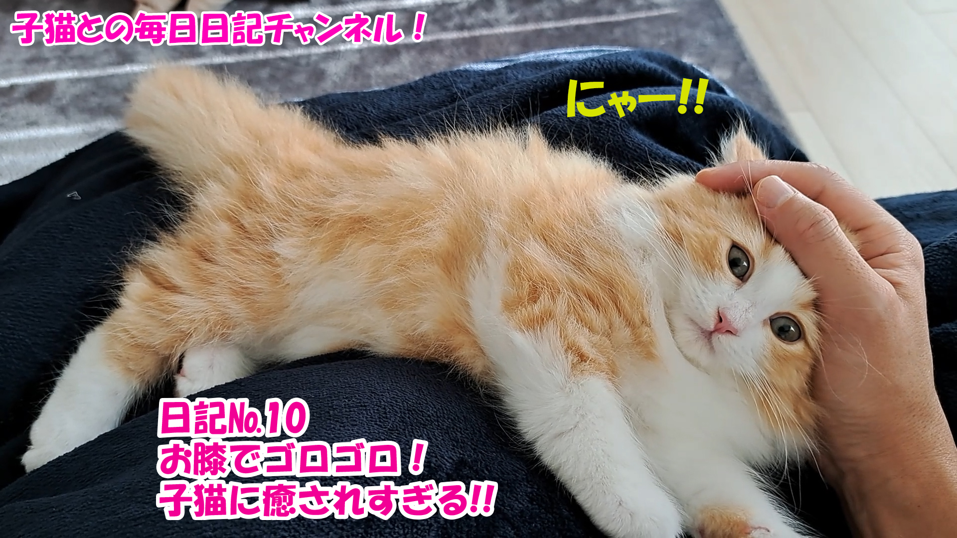 【ネコ】子猫との毎日日記チャンネル！～マロンくん～こねこ日記№10お膝でゴロゴロ！子猫に癒されすぎる！！