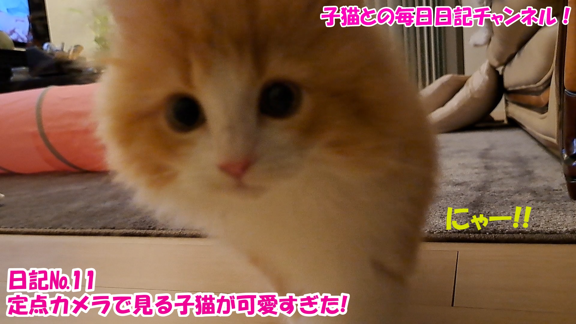 【ネコ】子猫との毎日日記チャンネル！～マロンくん～こねこ日記№11定点カメラで見る子猫が可愛すぎた！