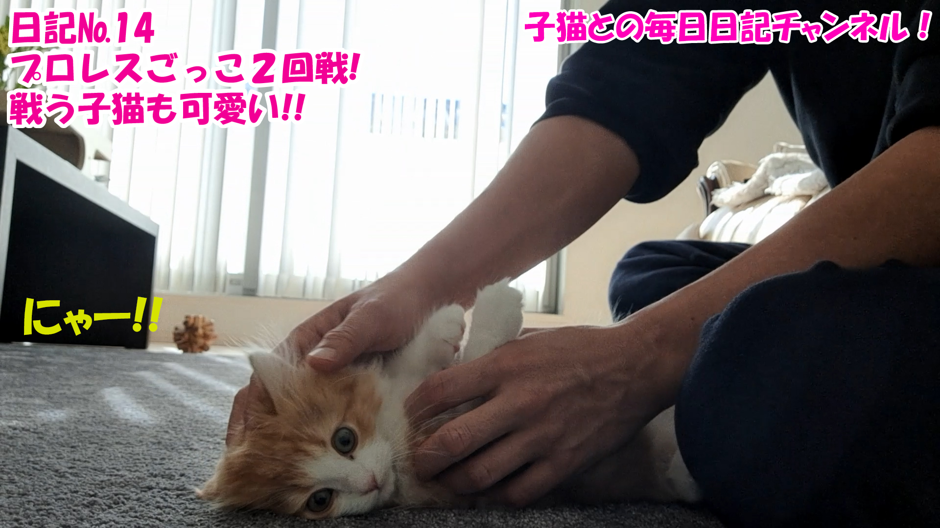 【ネコ】子猫との毎日日記チャンネル！～マロンくん～こねこ日記№14プロレスごっこ２回戦！戦う子猫も可愛い！！