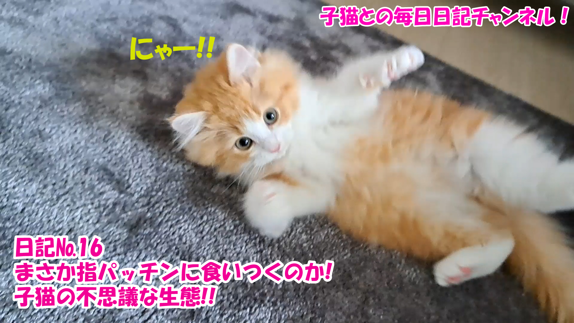 【ネコ】子猫との毎日日記チャンネル！～マロンくん～こねこ日記№16まさかの指パッチンに食いつくのか！子猫の不思議な生態！！