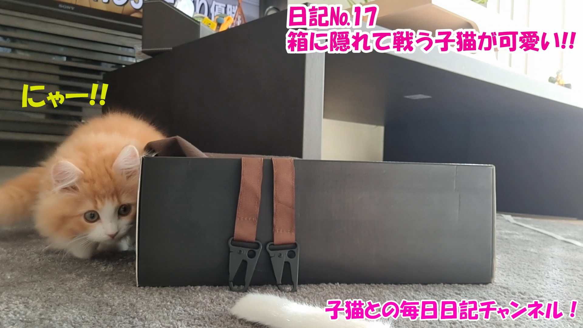 【ネコ】子猫との毎日日記チャンネル！～マロンくん～こねこ日記№17箱に隠れて戦う子猫が可愛い！！