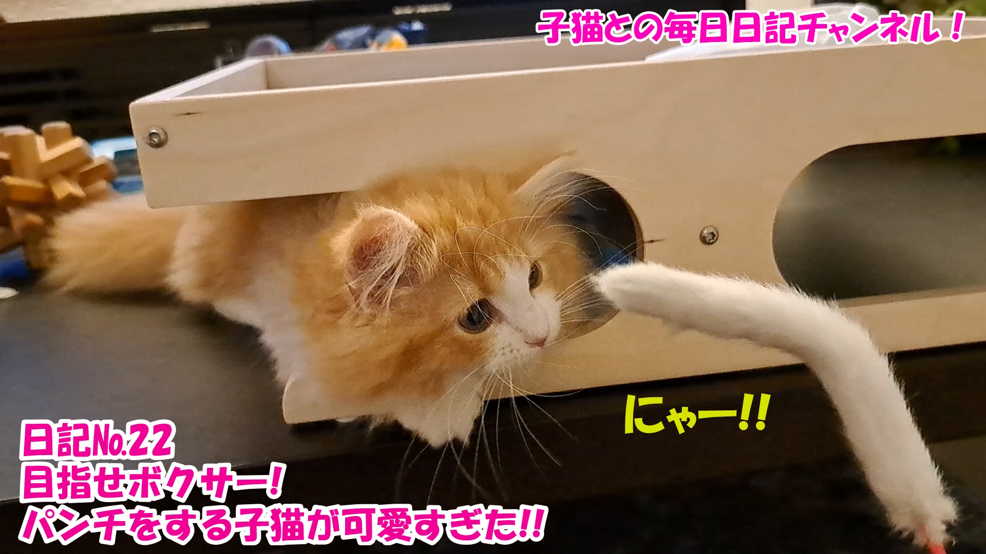 【ネコ】子猫との毎日日記チャンネル！～マロンくん～こねこ日記№22目指せボクサー！パンチをする子猫が可愛すぎた！！