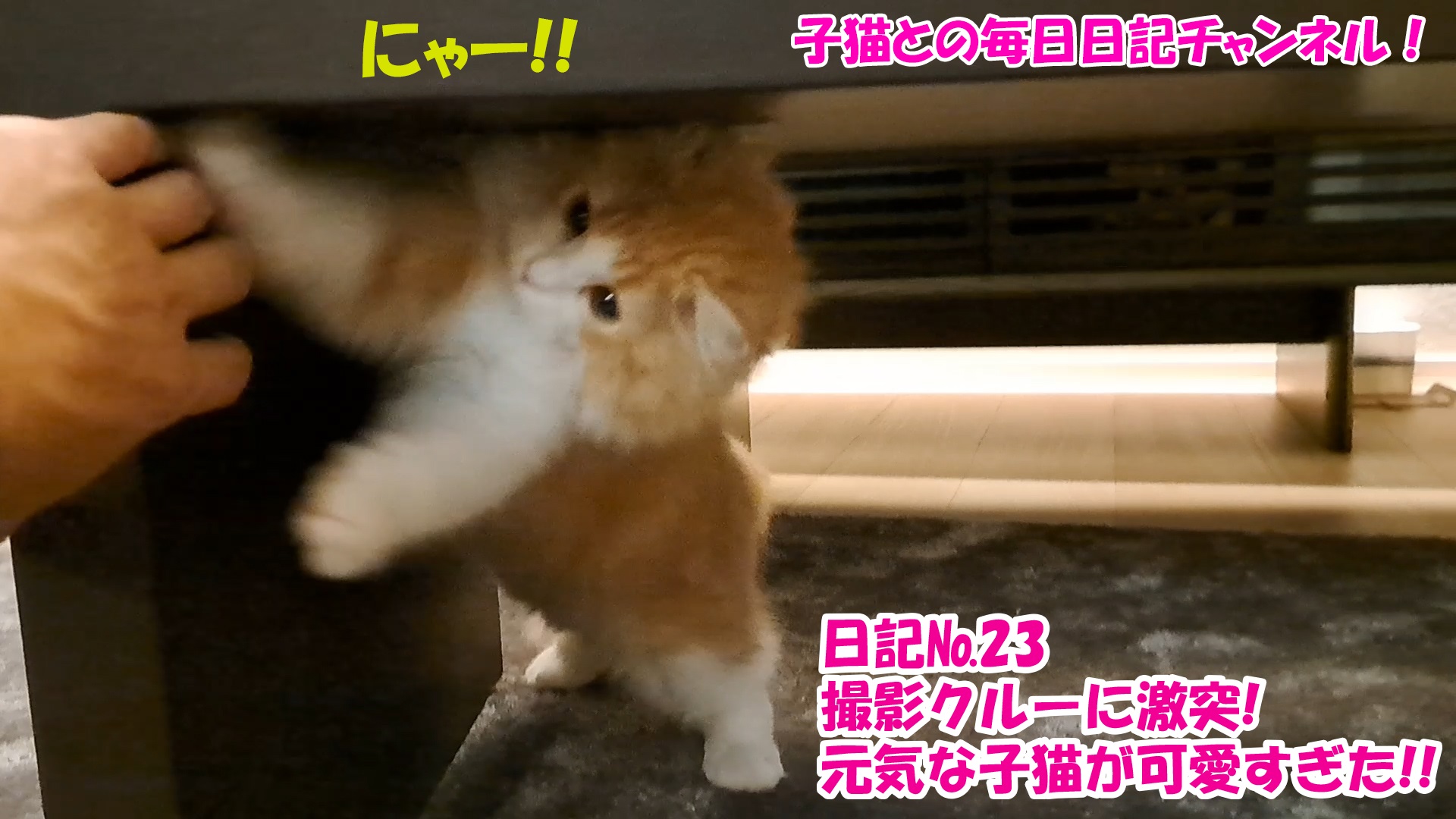 【ネコ】子猫との毎日日記チャンネル！～マロンくん～こねこ日記№23撮影クルーに激突！元気な子猫が可愛すぎた！！